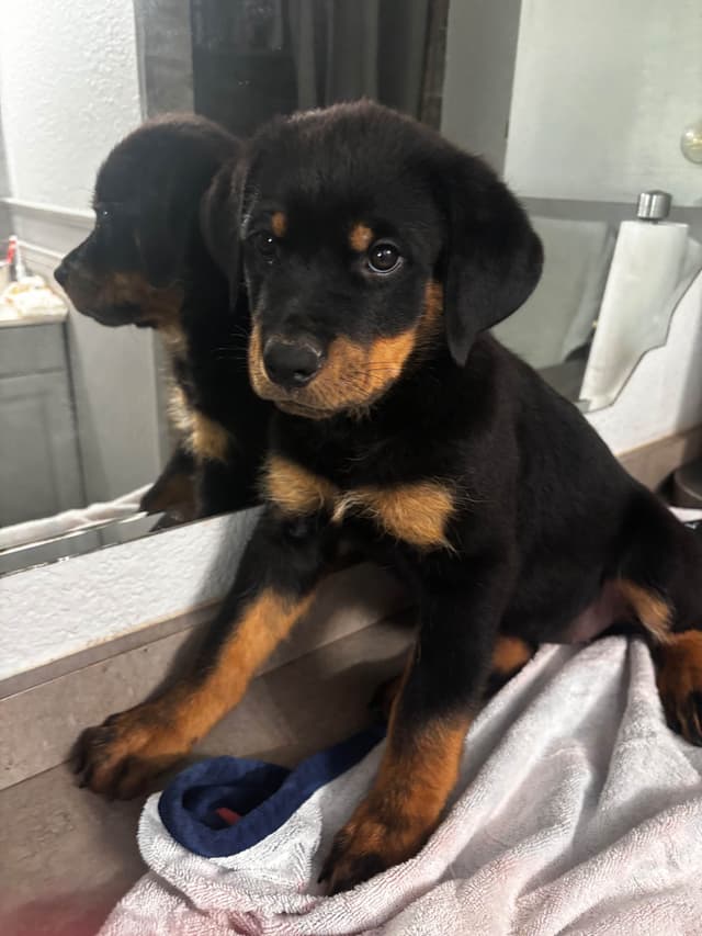 Rottweiler Puppies media 24