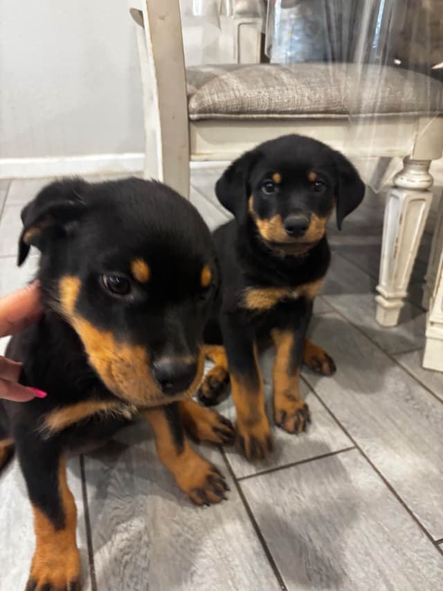 Rottweiler Puppies media 23