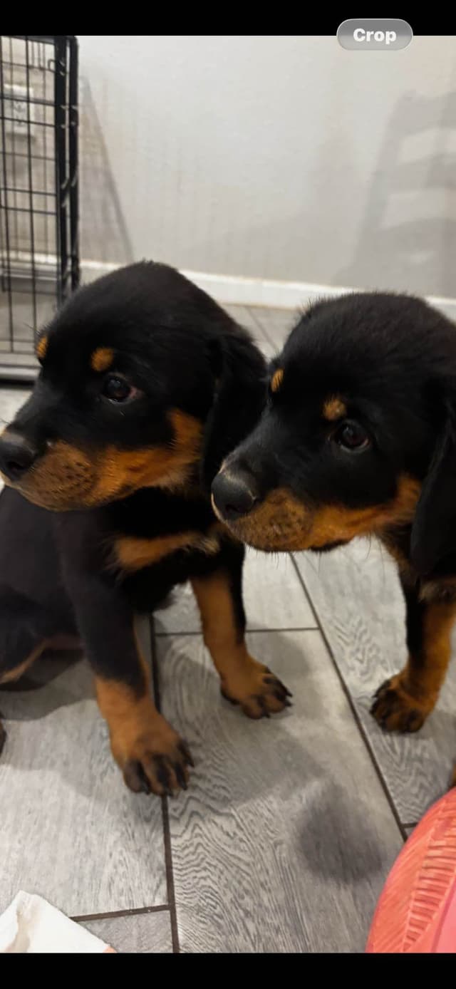 Rottweiler Puppies media 25