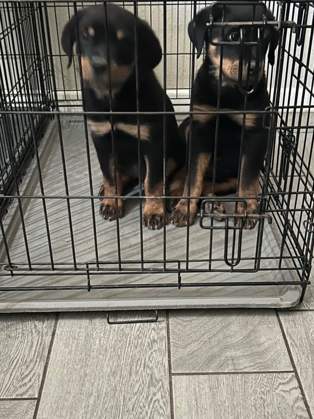 Rottweiler Puppies media 26