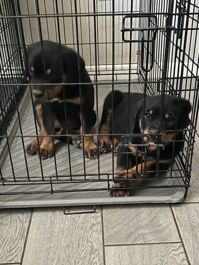 Rottweiler Puppies media 27