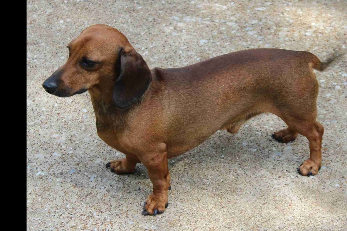 Dachshund Puppies breeder image 1