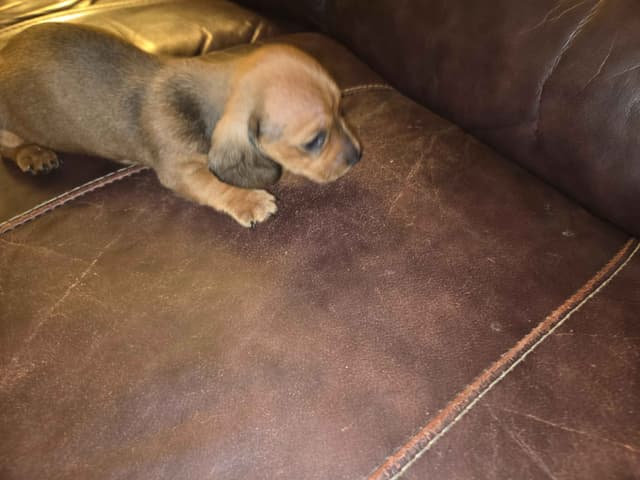 Dachshund Puppies media 3