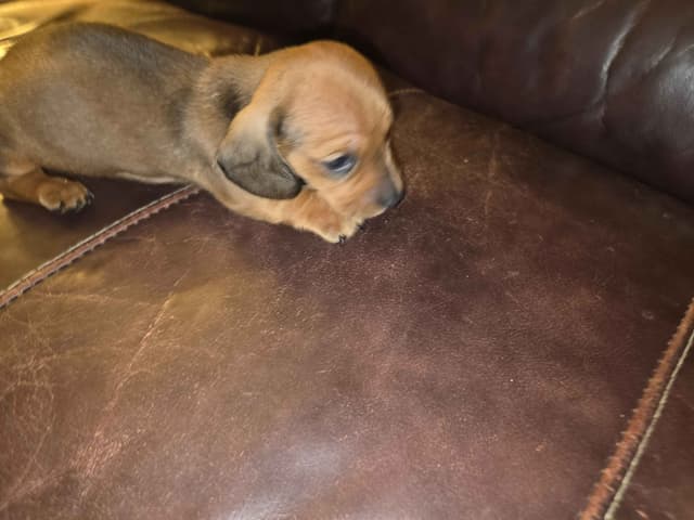 Dachshund Puppies media 2