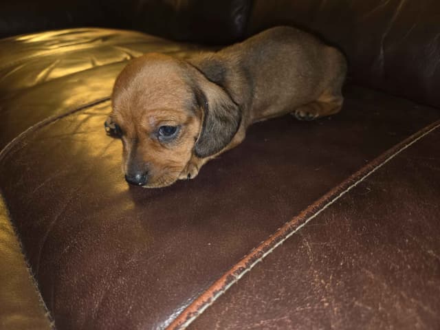 Dachshund Puppies media 4