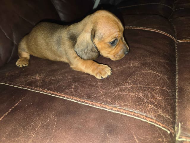 Dachshund Puppies media 5