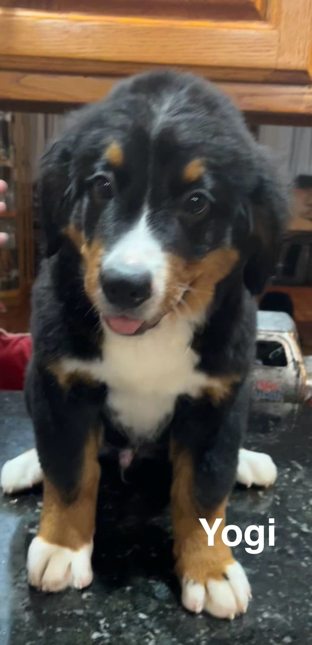 Bernese Mountain Dog Puppies breeder image 1