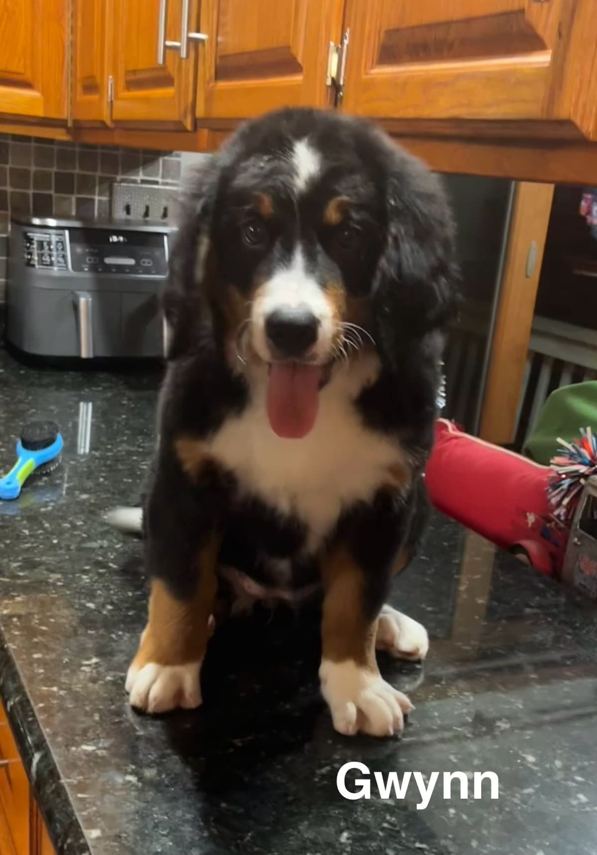 Bernese Mountain Dog Puppies breeder image 3