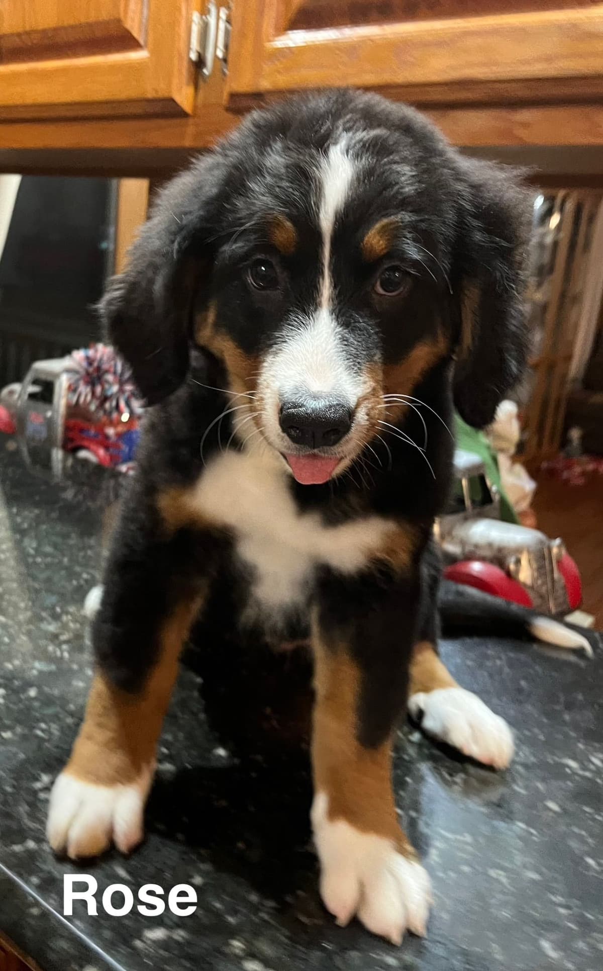 Bernese Mountain Dog Puppies breeder image 4