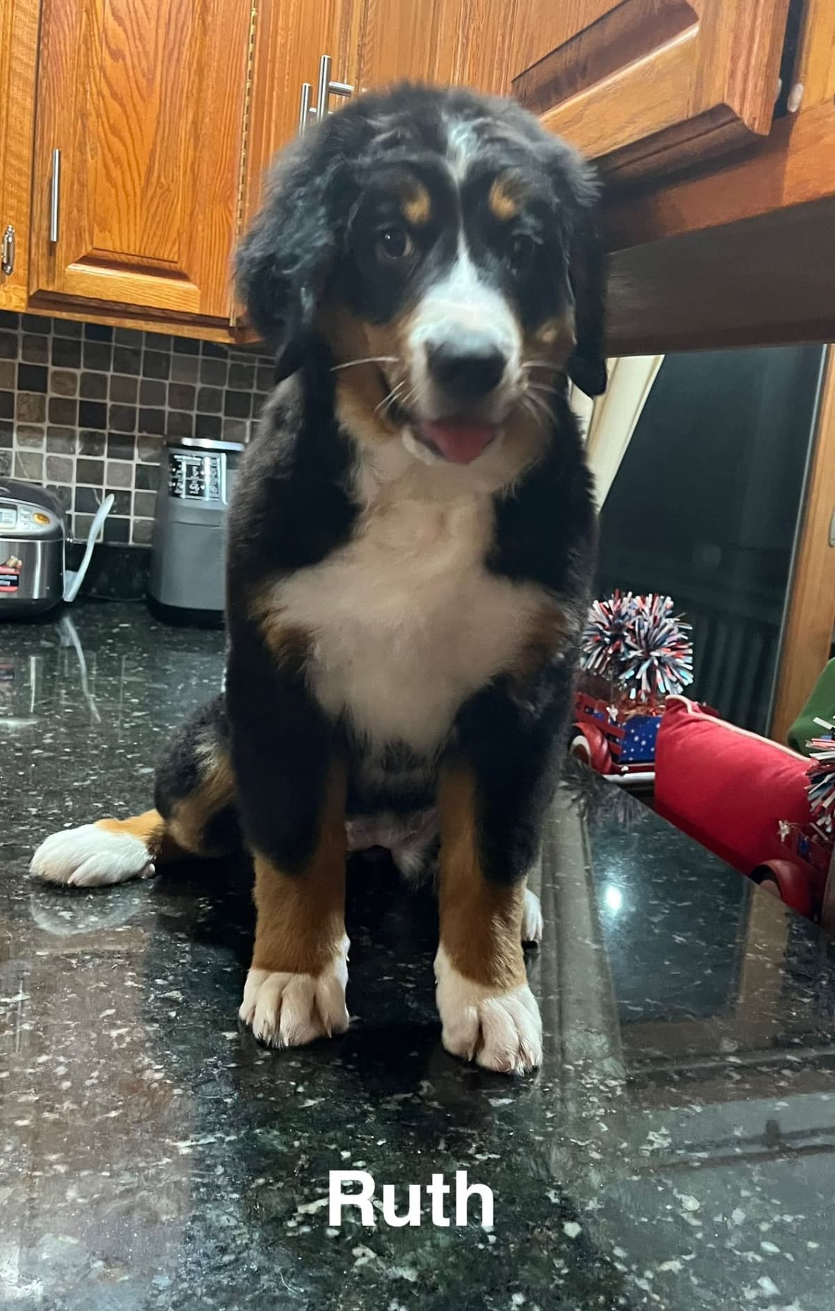 Bernese Mountain Dog Puppies breeder image 5