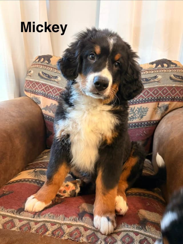 Bernese Mountain Dog Puppies media 2