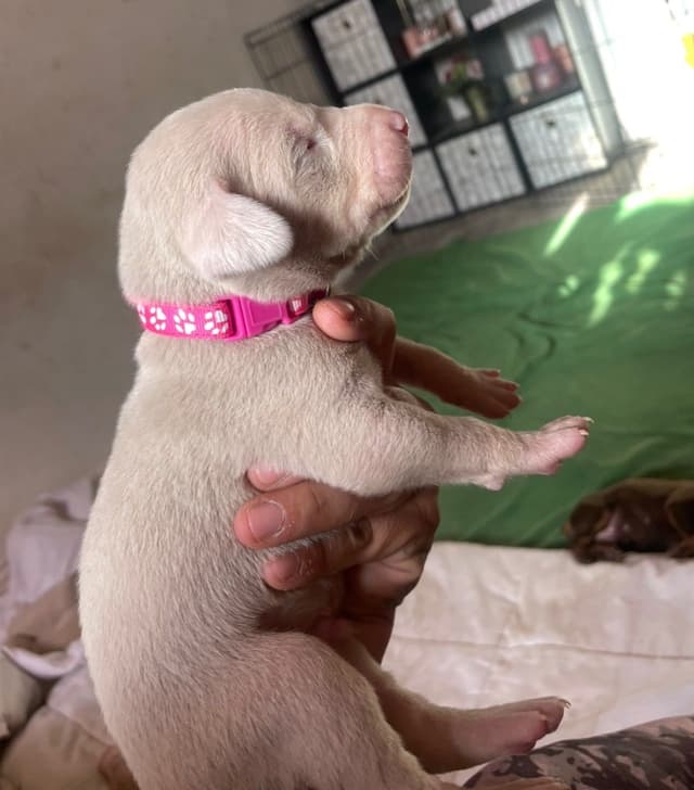 Doberman Pinscher Puppies media 4
