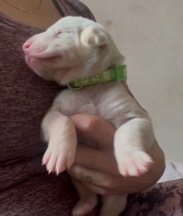 Doberman Pinscher Puppies media 10