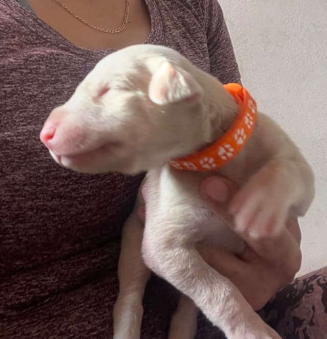 Doberman Pinscher Puppies media 12