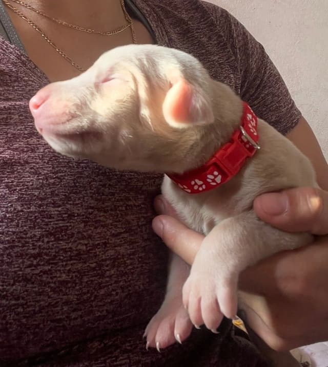 Doberman Pinscher Puppies media 14