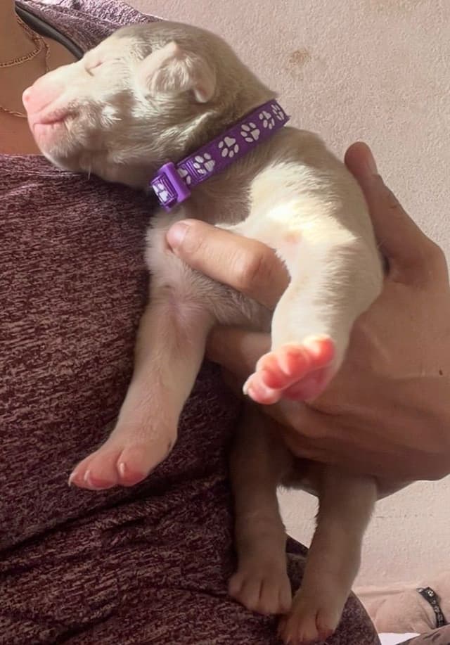 Doberman Pinscher Puppies media 16