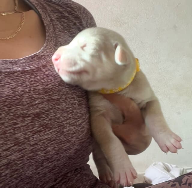 Doberman Pinscher Puppies media 17