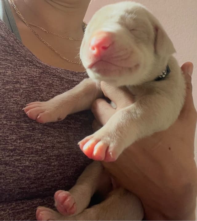 Doberman Pinscher Puppies media 20
