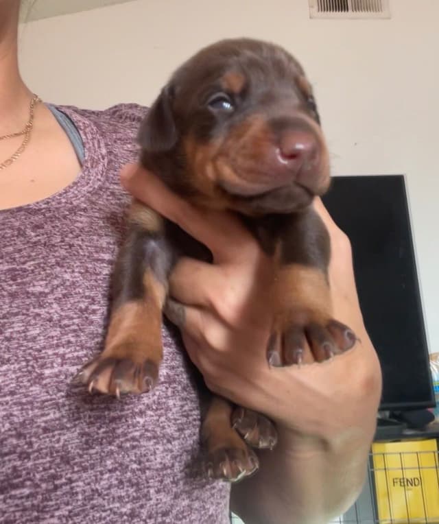 Doberman Pinscher Puppies media 21