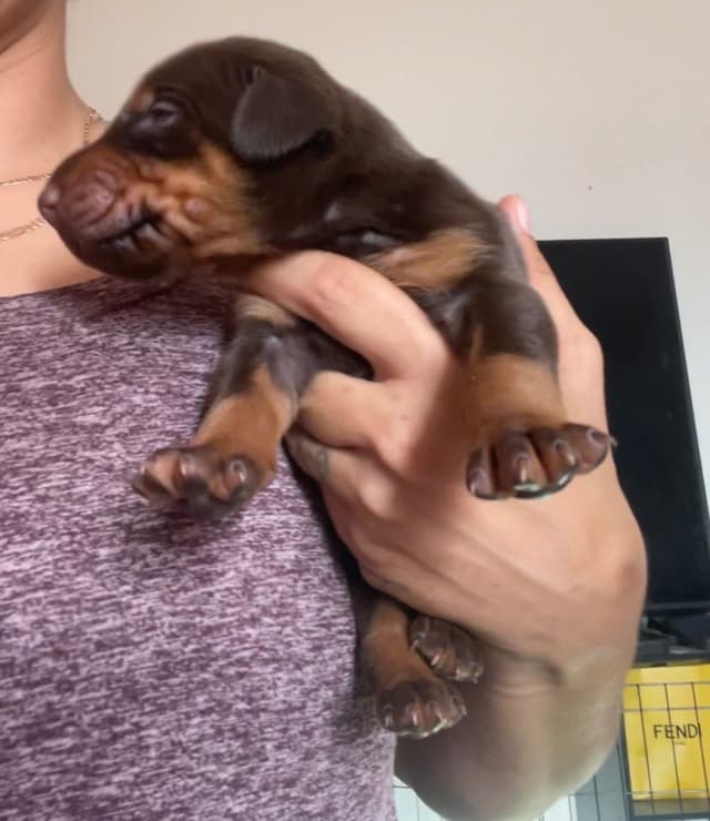 Doberman Pinscher Puppies media 22