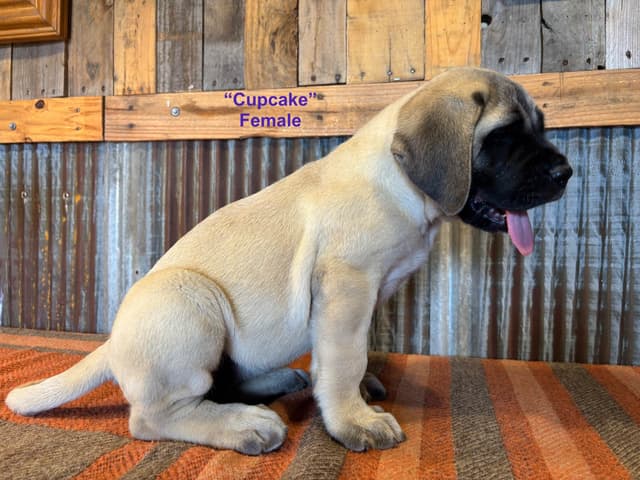 Mastiff Puppies media 2