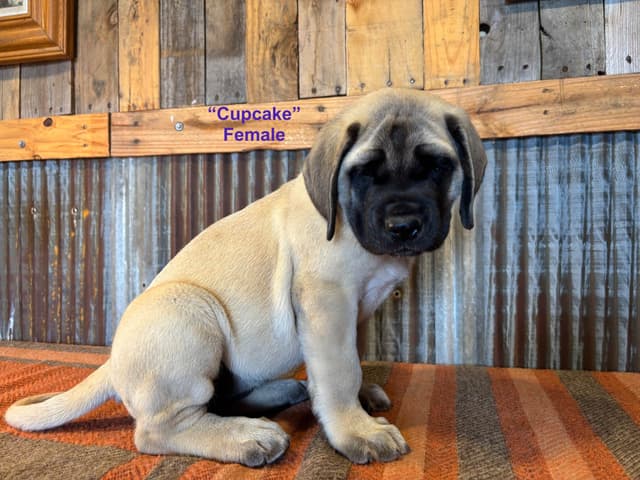 Mastiff Puppies media 3