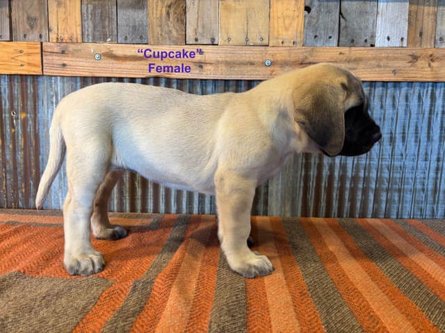 Mastiff Puppies media 4