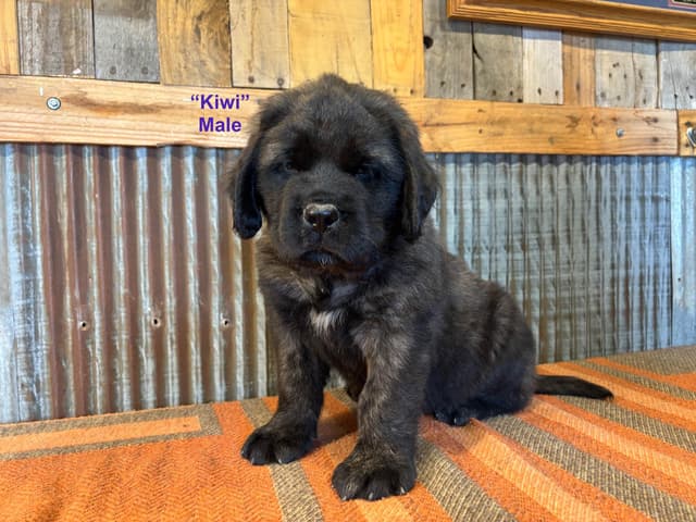 Mastiff Puppies media 5