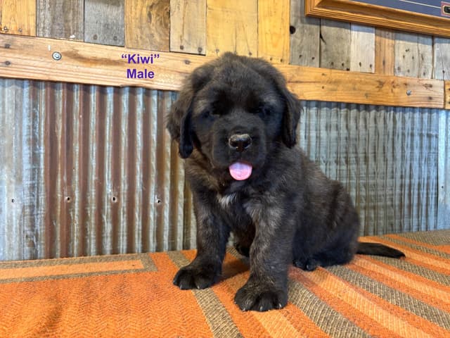 Mastiff Puppies media 6