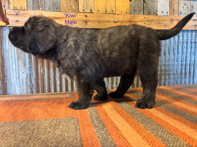Mastiff Puppies media 7