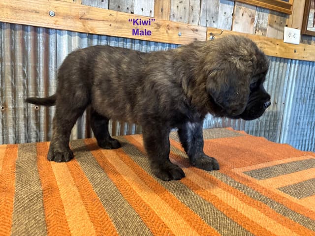 Mastiff Puppies media 8