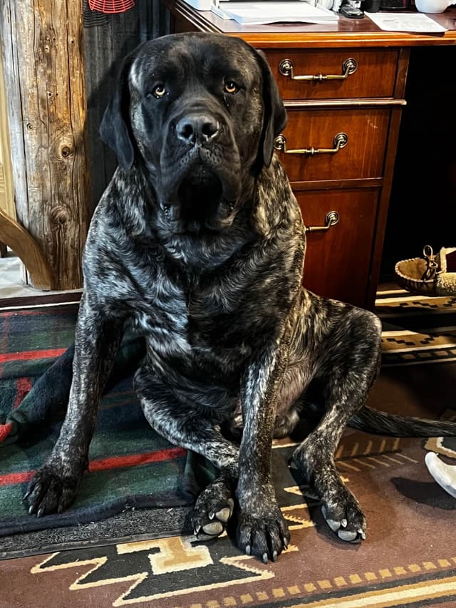 Mastiff Puppies media 10