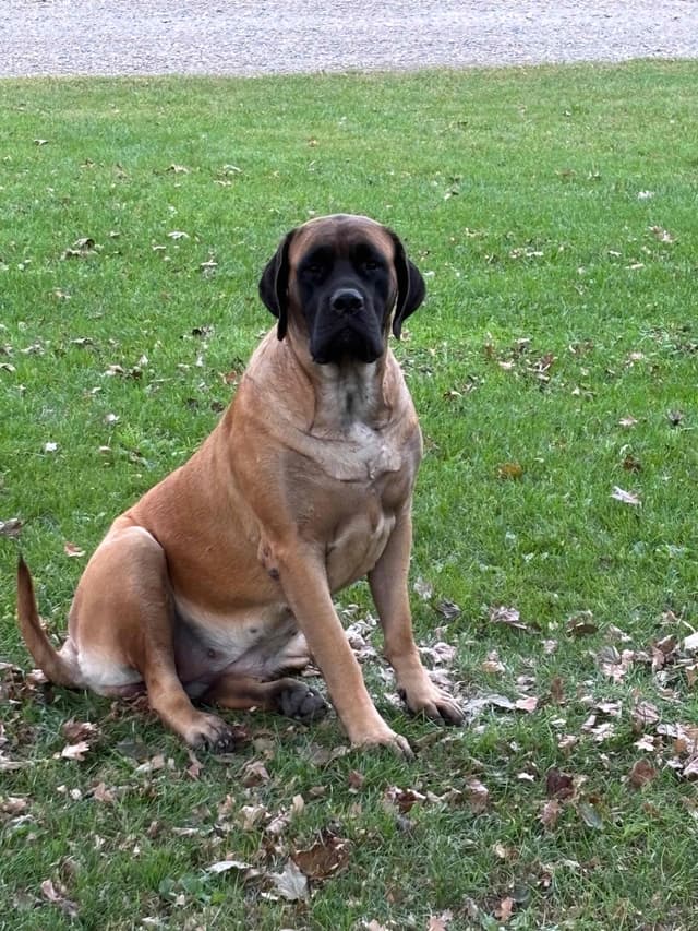 Mastiff Puppies media 11