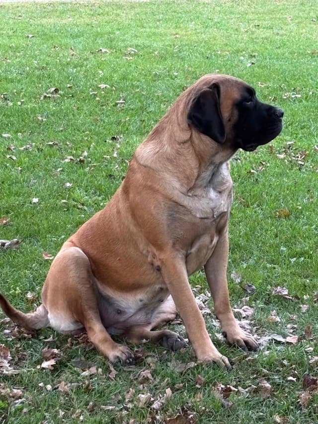 Mastiff Puppies media 12