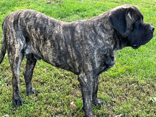 Mastiff Puppies media 13