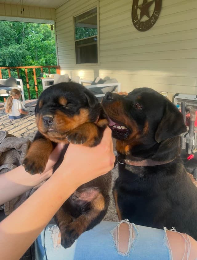 Rottweiler Puppies media 2