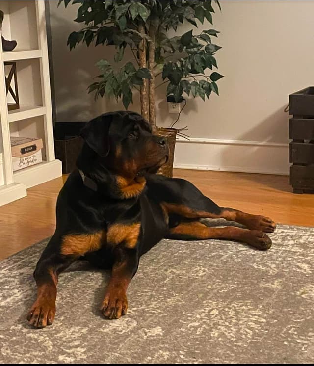Rottweiler Puppies media 3