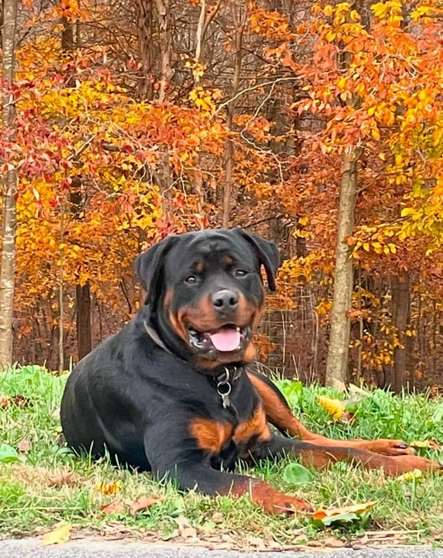 Rottweiler Puppies media 4