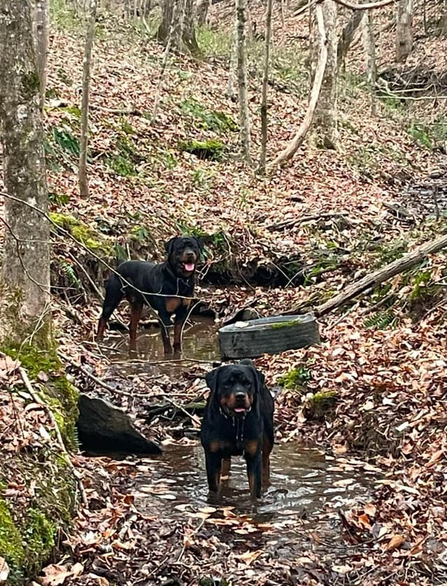 Rottweiler Puppies media 5