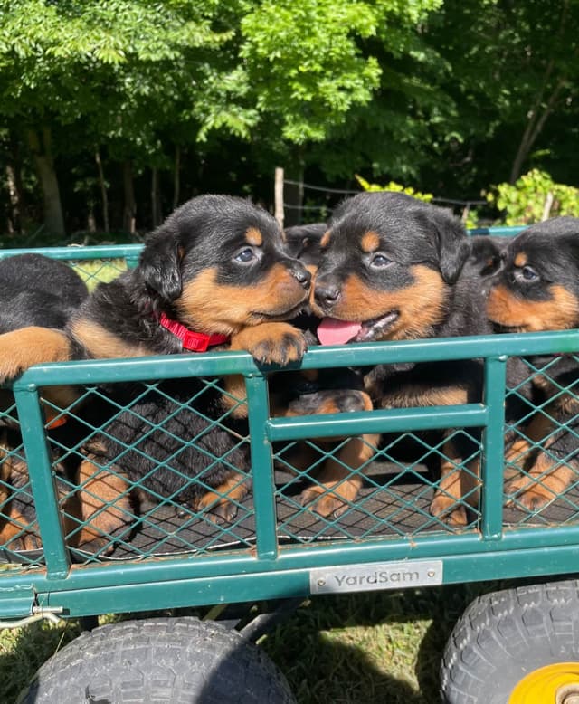 Rottweiler Puppies media 6
