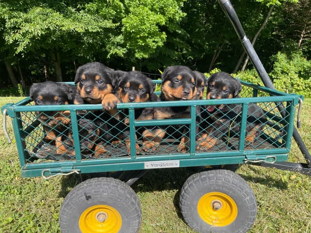 Rottweiler Puppies media 7