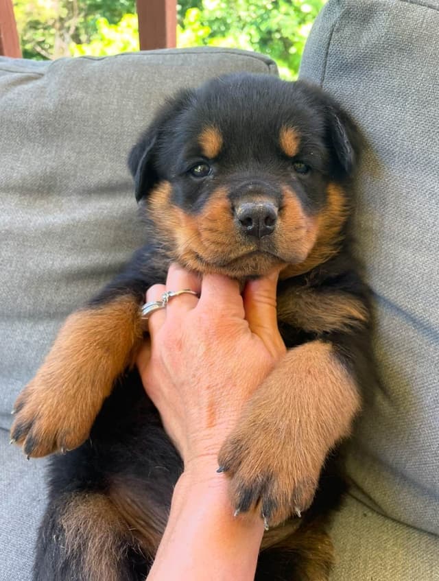 Rottweiler Puppies media 8