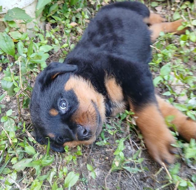 Rottweiler Puppies media 9