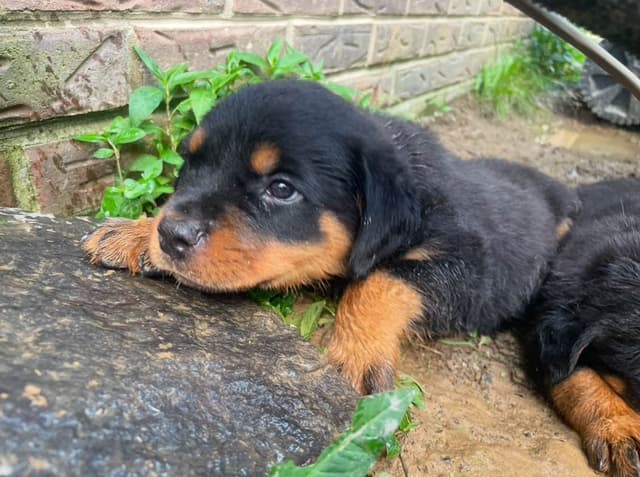 Rottweiler Puppies media 10