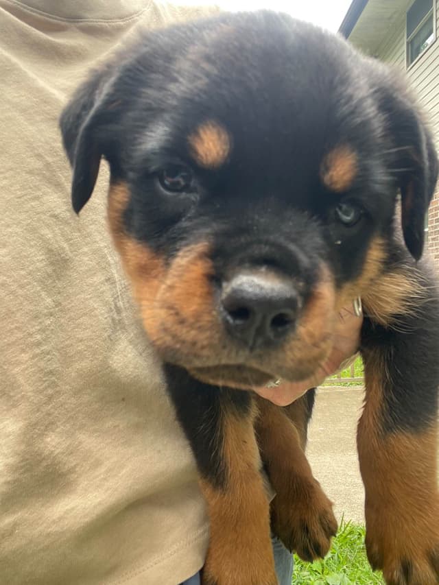 Rottweiler Puppies media 11