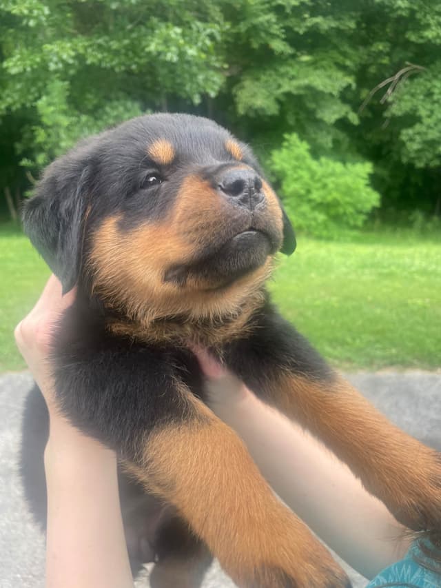 Rottweiler Puppies media 14