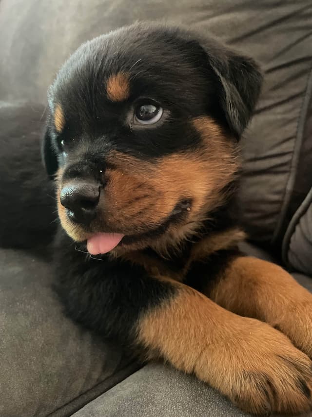 Rottweiler Puppies media 15