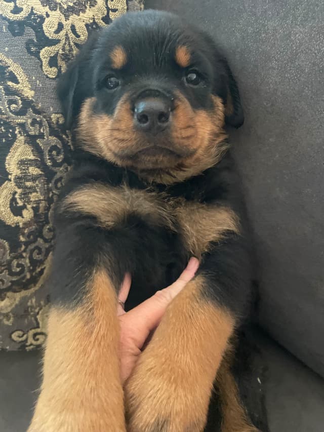 Rottweiler Puppies media 16