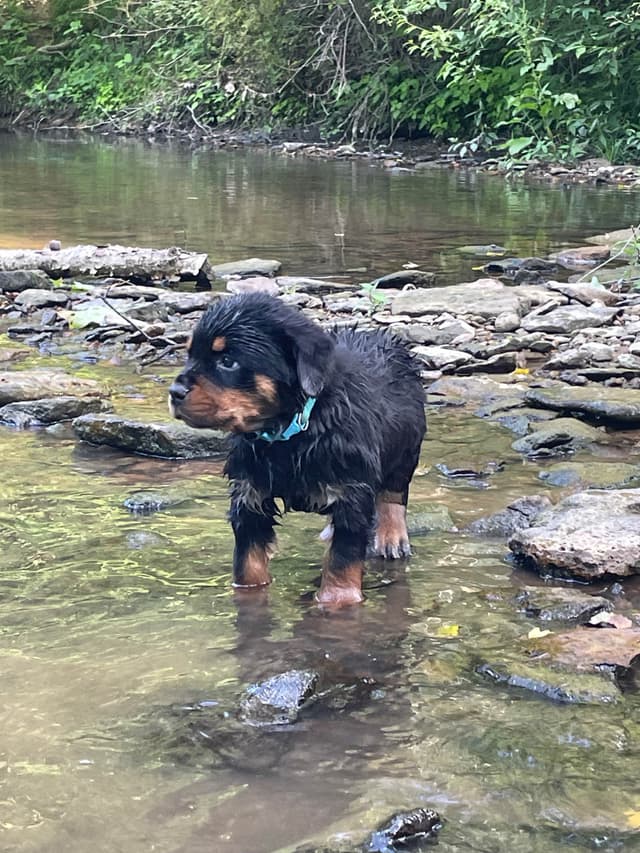 Rottweiler Puppies media 17
