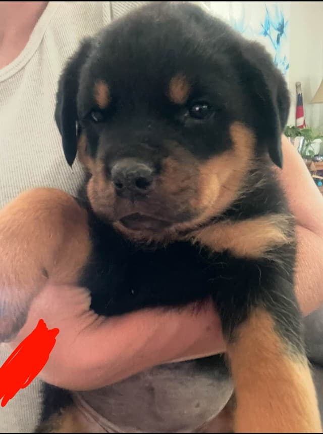 Rottweiler Puppies media 18